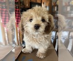 Puppy Mason Pomeranian-Poodle (Toy) Mix