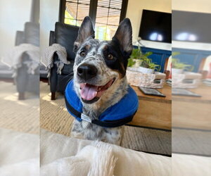 LUCKY #17 - Male Mutt Dog for Adoption - Photo #3