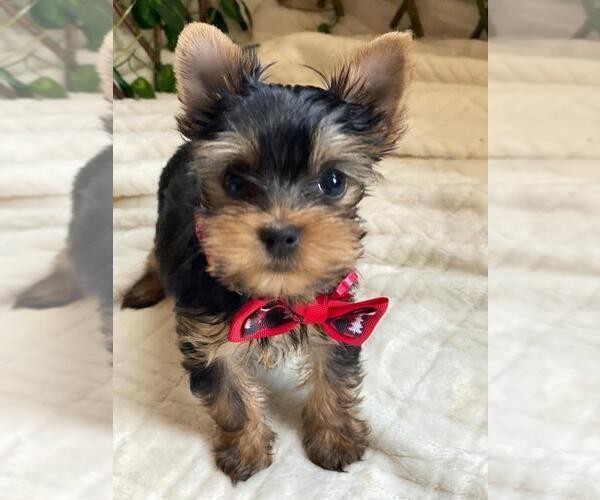 Medium Photo #6 Yorkshire Terrier Puppy For Sale in PALO ALTO, CA, USA
