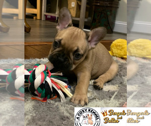 French Bulldog Puppy for Sale in LUSBY, Maryland USA