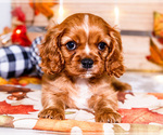 Puppy 3 Cavalier King Charles Spaniel