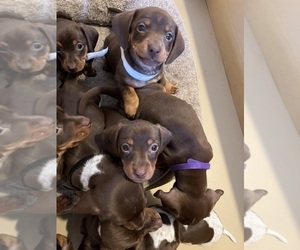 Dachshund Puppy for Sale in MAYS LANDING, New Jersey USA