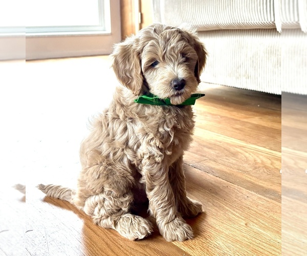 Medium Photo #1 Goldendoodle (Miniature) Puppy For Sale in ROY, UT, USA