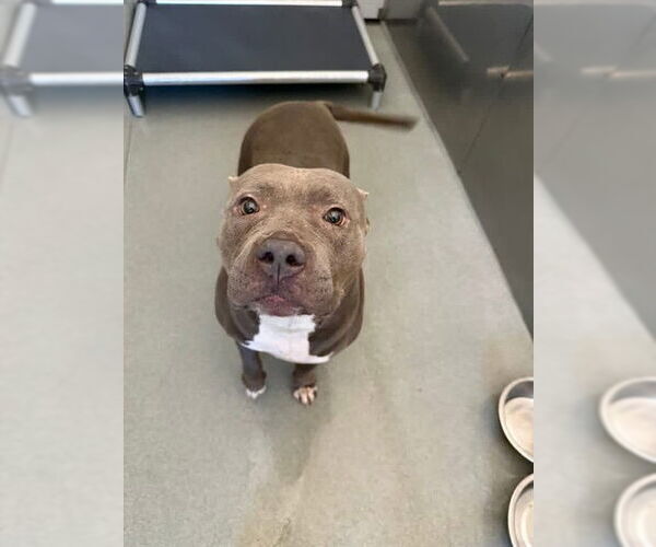 Medium Photo #2 Mutt Puppy For Sale in Fayetteville, NC, USA