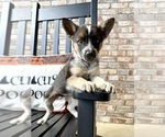 Small #1 Australian Cattle Dog-Border Collie Mix