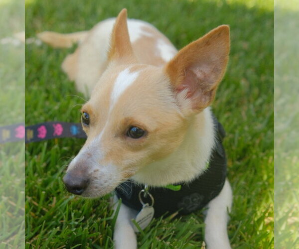Medium Photo #4 Chihuahua-Unknown Mix Puppy For Sale in San Jose, CA, USA