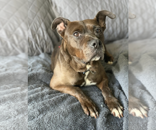 Medium Photo #8 Mutt Puppy For Sale in Rockville, MD, USA