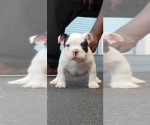 American Bully Puppy for sale in LIGHTHOUSE POINT, FL, USA
