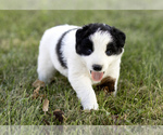 Puppy Puppy 2 Border-Aussie