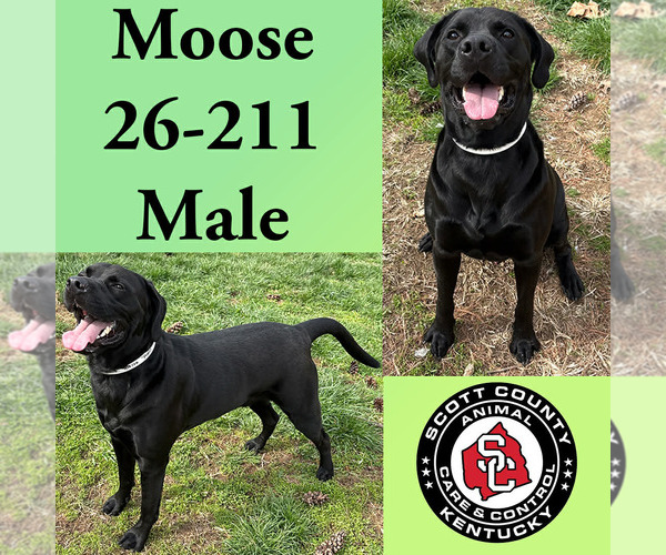 Medium Photo #1 Labrador Retriever Puppy For Sale in Georgetown, KY, USA