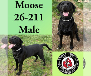 Labrador Retriever Dogs for adoption in Georgetown, KY, USA