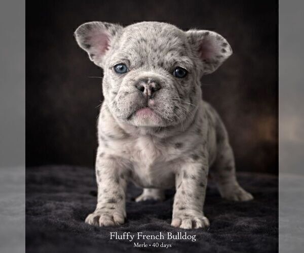 Medium Photo #8 French Bulldog Puppy For Sale in PHOENIX, AZ, USA