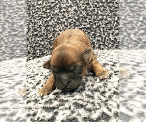 Medium Photo #3 Zuchon Puppy For Sale in NEW YORK MILLS, MN, USA