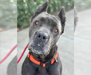 Mutt Dogs for adoption in Woodland, CA, USA