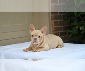 French Bulldog Puppy for sale in LITHONIA, GA, USA
