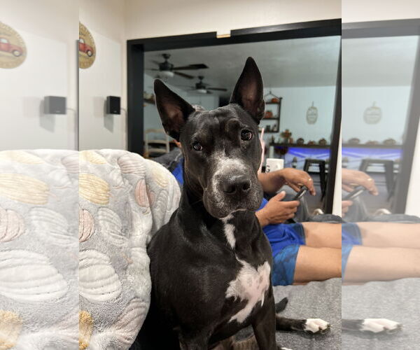 Medium Photo #1 Mutt Puppy For Sale in Chandler, AZ, USA