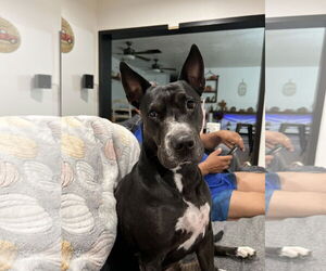 Mutt Dogs for adoption in Chandler, AZ, USA