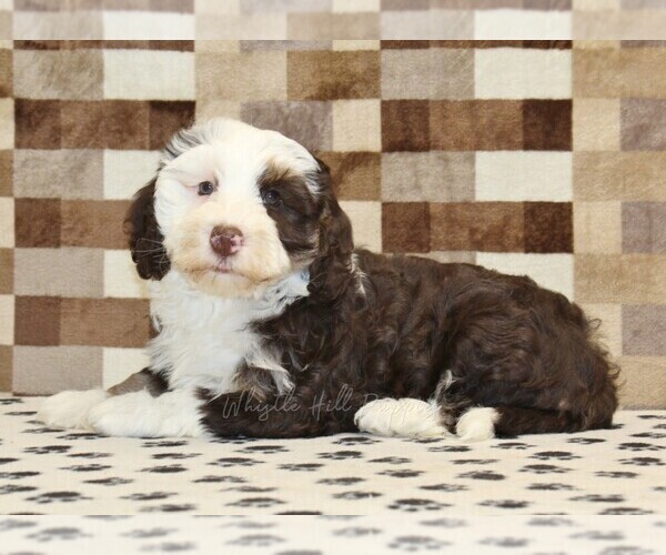 Medium Photo #3 Bernedoodle (Miniature) Puppy For Sale in DENVER, PA, USA