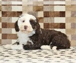 Small #2 Bernedoodle (Miniature)