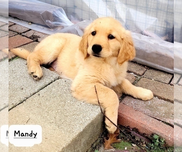 Medium Photo #6 Golden Retriever Puppy For Sale in FREDONIA, KS, USA