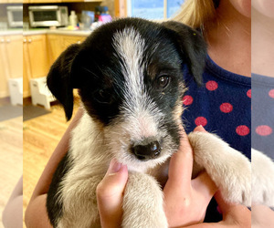 Jack Russell Terrier Puppy for sale in BOISE, ID, USA