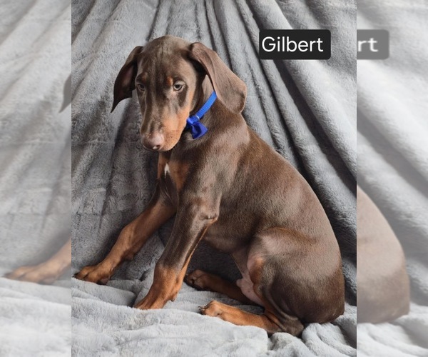 Medium Photo #4 Doberman Pinscher Puppy For Sale in POMEROY, OH, USA
