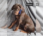Small #3 Doberman Pinscher