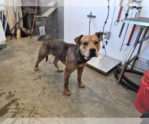 Mutt Dogs for adoption in Corona, CA, USA