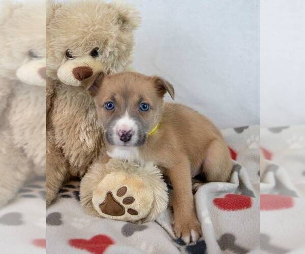 Medium Photo #4 Mutt Puppy For Sale in Kennesaw, GA, USA