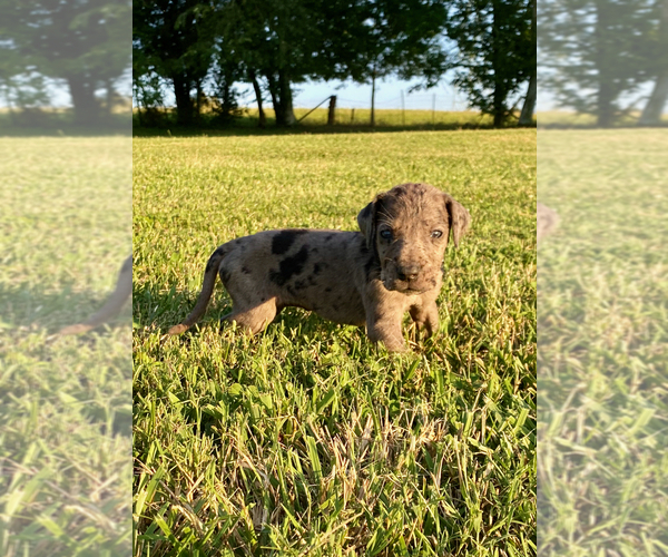 Medium Photo #1 Great Dane Puppy For Sale in LEITCHFIELD, KY, USA