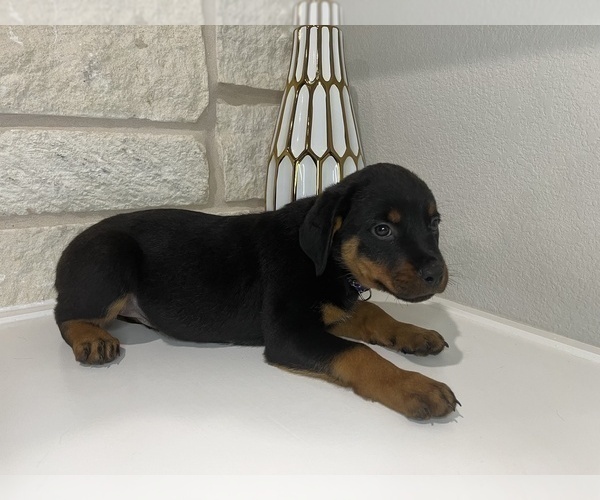 Medium Photo #6 Rottweiler Puppy For Sale in FORT WORTH, TX, USA