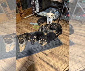 German Shepherd Dog Puppy for sale in STREAMWOOD, IL, USA