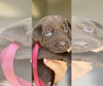 Puppy Rosie Labrador Retriever