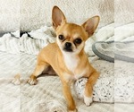 Small #2 Chihuahua