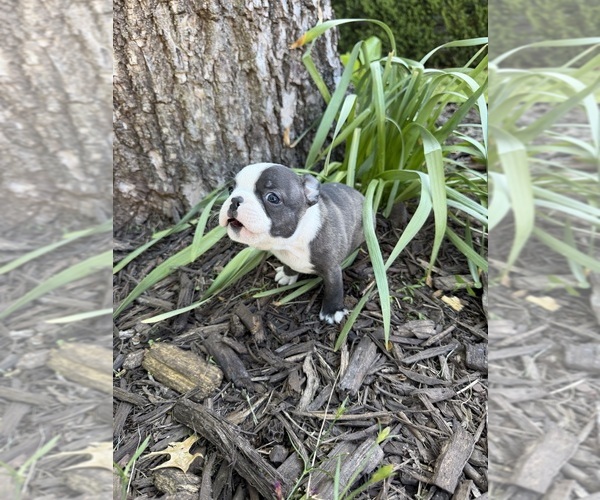 Medium Photo #4 Boston Terrier Puppy For Sale in FREDONIA, KS, USA