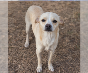 Chihuahua-Unknown Mix Dogs for adoption in Cranston, RI, USA