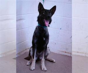 German Shepherd Dog-Siberian Husky Mix Dogs for adoption in San Bernardino, CA, USA