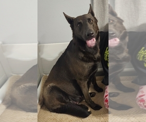 Mother of the German Shepherd Dog puppies born on 04/21/2026