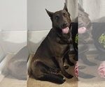Small Photo #1 German Shepherd Dog Puppy For Sale in NAVASOTA, TX, USA