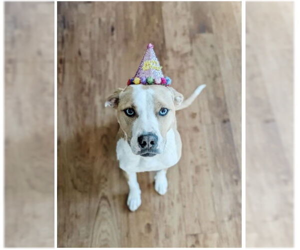 Medium Photo #2 Bulldog-Labrador Retriever Mix Puppy For Sale in Tarrytown, GA, USA