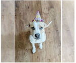 Small #1 Bulldog-Labrador Retriever Mix