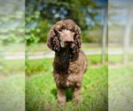 Small Poodle (Standard) Mix