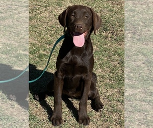 Labrador Retriever Puppy for sale in GERBER, CA, USA