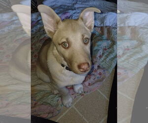 Gerberian Shepsky Dogs for adoption in Princeton, MN, USA