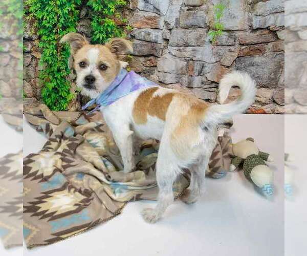 Medium Photo #5 Mutt Puppy For Sale in Kennesaw, GA, USA