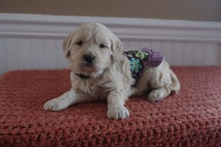 Goldendoodle Puppy for sale in LEWISBURG, PA, USA