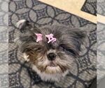 Small #1 Shih Tzu Mix