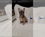 Small Photo #19 French Bulldog Puppy For Sale in VICTORVILLE, CA, USA