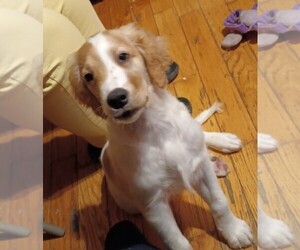 Brittany-Golden Retriever Mix Puppy for sale in BROOKLYN, NY, USA