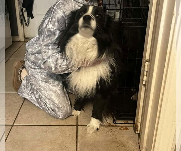 Medium Photo #4 Australian Shepherd-Unknown Mix Puppy For Sale in Grafton, WI, USA